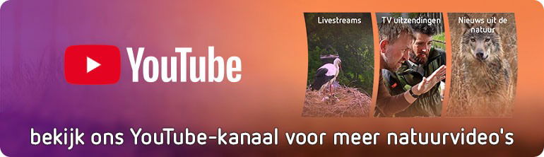 Promotional content