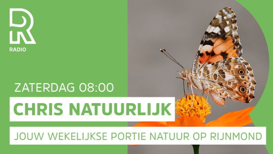 Is het nou 'om de beurt' of 'omstebeurt'? - Rijnmond