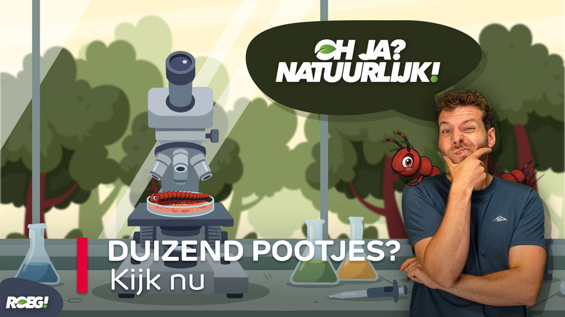 ROEG! Duizend pootjes? - RTV Drenthe