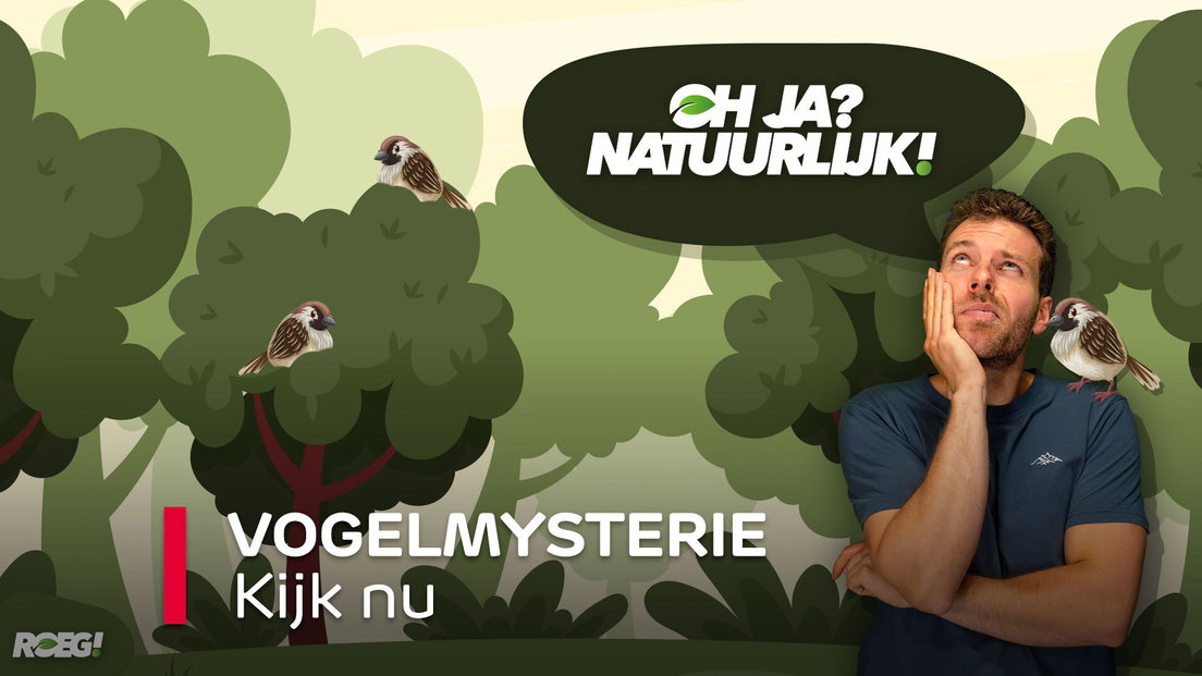 ROEG! Vogelmysterie - RTV Drenthe