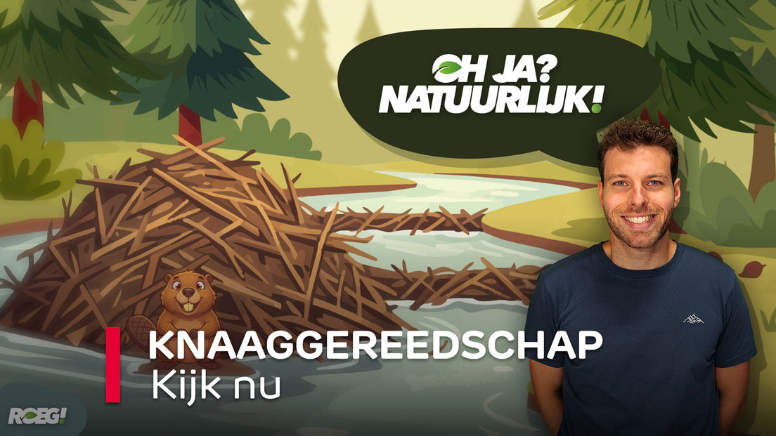 ROEG! Knaaggereedschap - RTV Drenthe