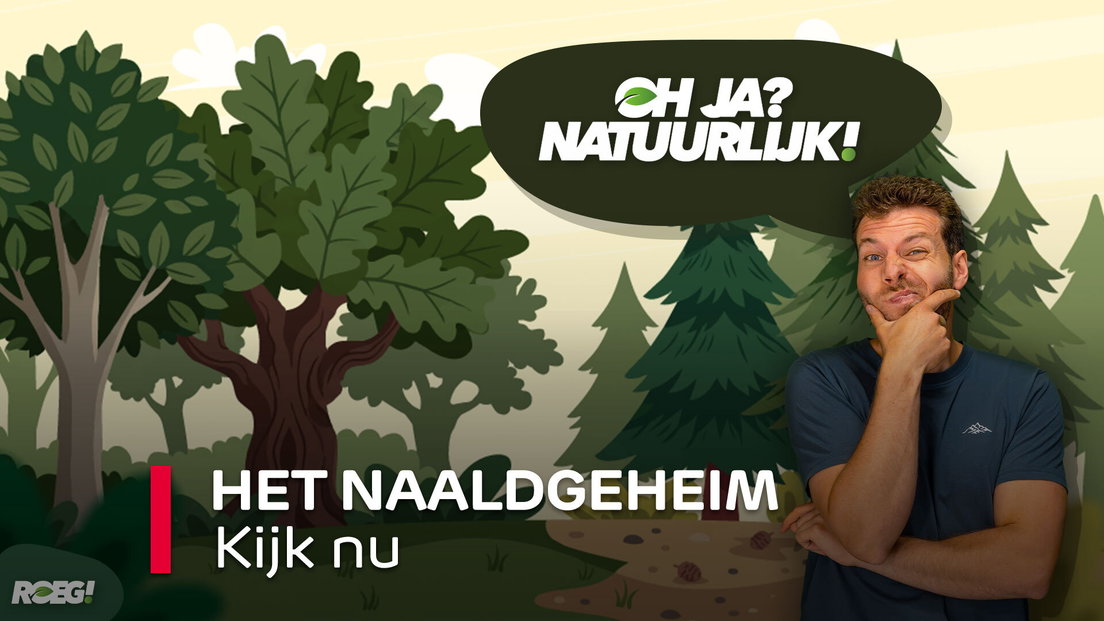 ROEG! Het Naaldgeheim - RTV Drenthe
