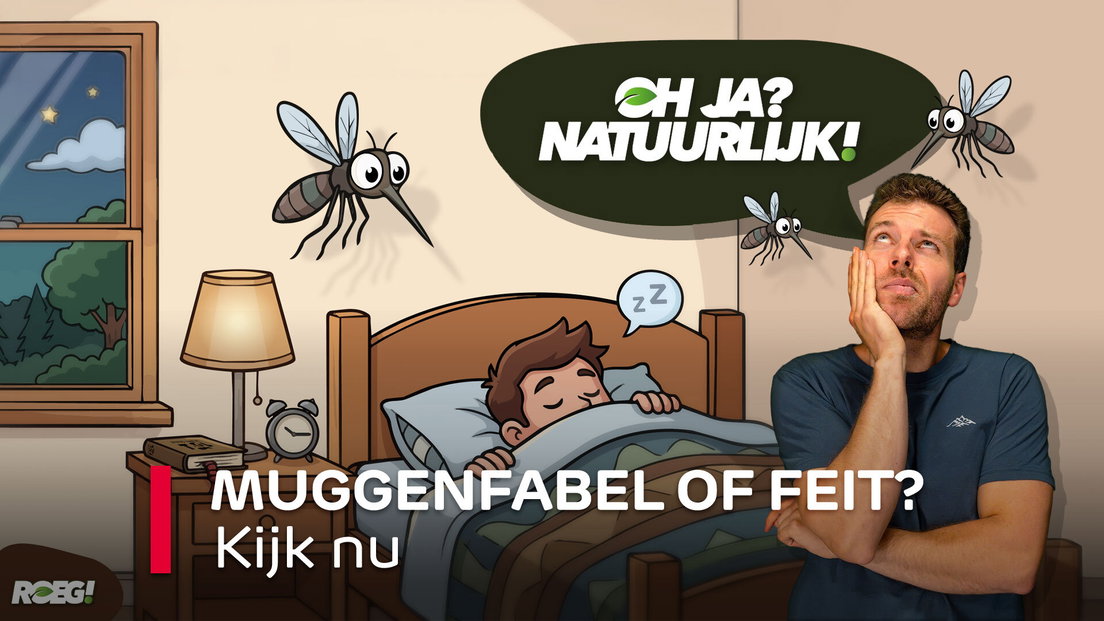 ROEG! Muggenfabel of feit? - RTV Drenthe