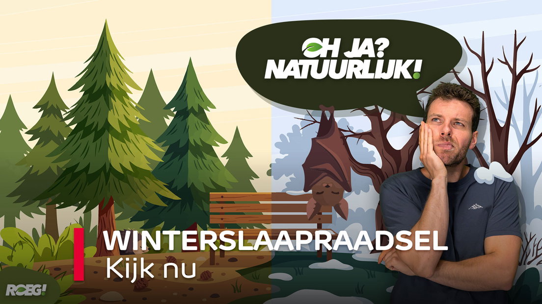 ROEG! Winterslaapraadsel - RTV Drenthe